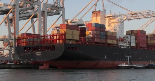 Container ships in the Port of Rotterdam — Stock Video