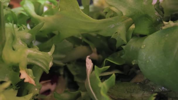 Macro de ensalada verde fresca con lente de sonda — Vídeo de stock