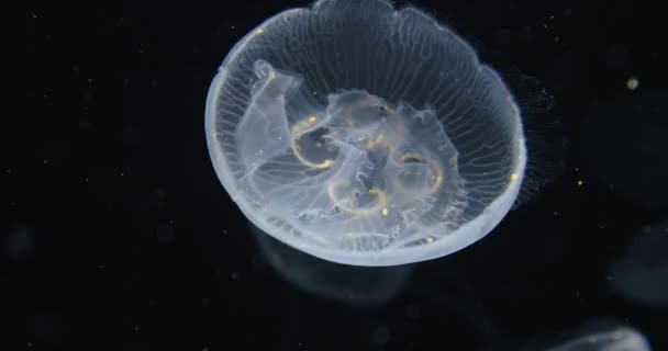 Medúza Drifting pozadí — Stock video