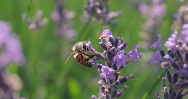 Lavendel bloem bezoeker door bijen — Stockvideo