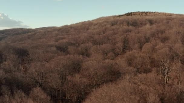 Vild skov, nøgne træ luftfoto – Stock-video