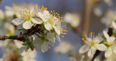 Bahar Ağacı Çiçeği