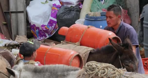안데스 산맥 의산 위로 무거운 짐을 나르는 당나귀 — 비디오