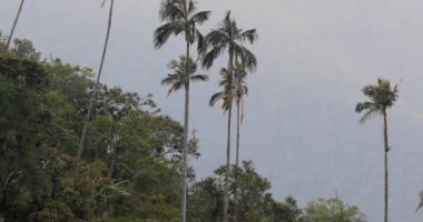 Rüzgarda savrulan uzun palmiye ağaçları
