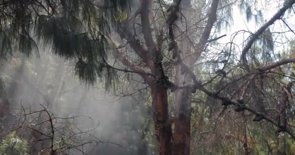 Ormana doğru ilerleyen bulutlar — Stok video
