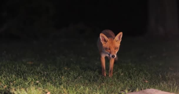 Лиса ночью в сельской местности — стоковое видео