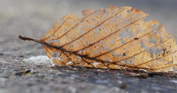 Gevallen herfstblad bewegend in de wind — Stockvideo