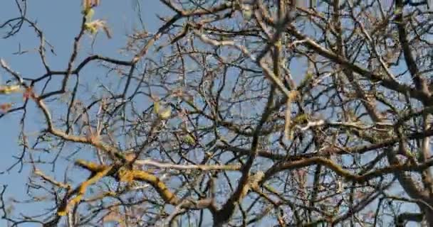 Jarní svěží pupeny na větvích stromů — Stock video