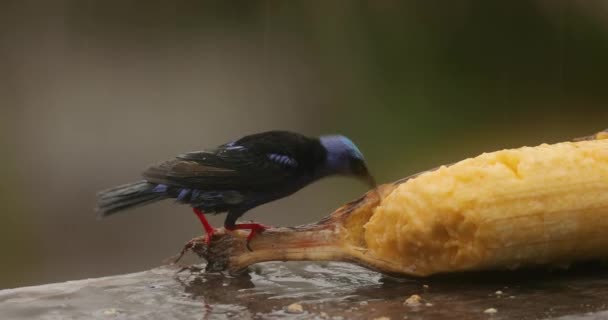 Liten tropisk fågel i en regnskog, rödbenad honungskrypare — Stockvideo