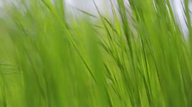 Yeşil çayır rüzgarda hışırdıyor ağır çekimde