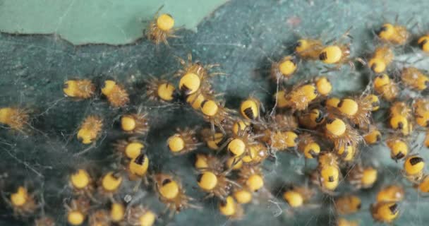 Apró újszülött kerti pókok makró, Araneus diadematus — Stock videók