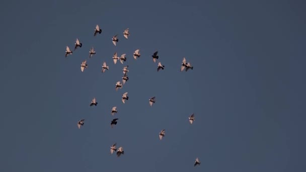 Fåglar som flyger ovan i slow motion — Stockvideo
