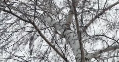 Rüzgarda çıplak ağaç dalları
