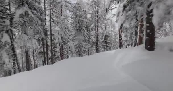 Lyžování po svahu ve zasněžených lesích — Stock video