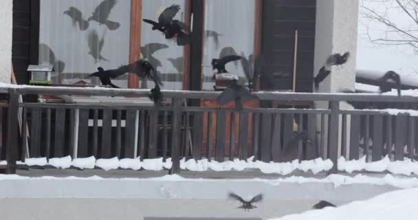 Corbeaux trouver de la nourriture sur un balcon d'hiver — Video