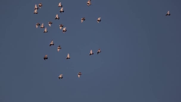 Aves voando acima em câmera lenta — Vídeo de Stock