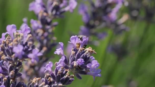 Visitante de flores de lavanda por abejas — Vídeos de Stock