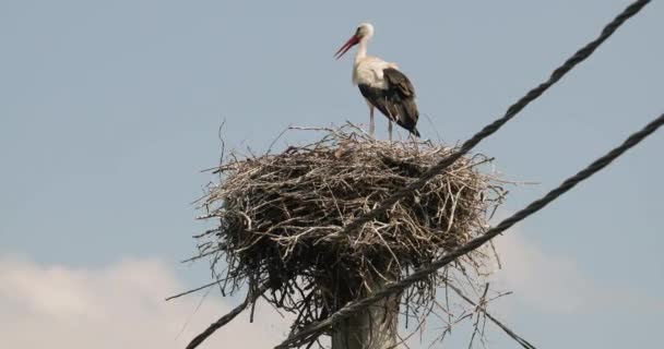 Storch im Nest — Stockvideo