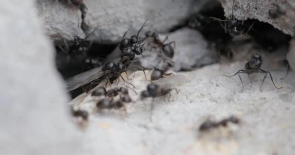 Colonia de hormigas en un agujero de hormigón — Vídeos de Stock