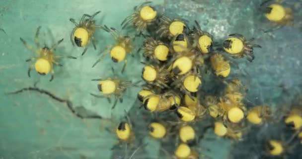 Winzige neugeborene Gartenspinnen, Araneus diadematus — Stockvideo