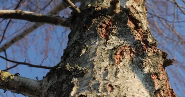 Tronco de árvore em uma floresta — Vídeo de Stock