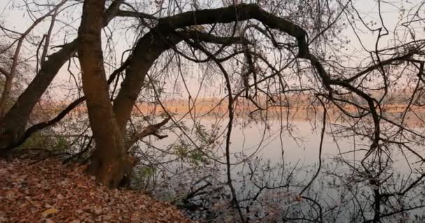 Calma a orillas del lago otoño naturaleza — Vídeos de Stock