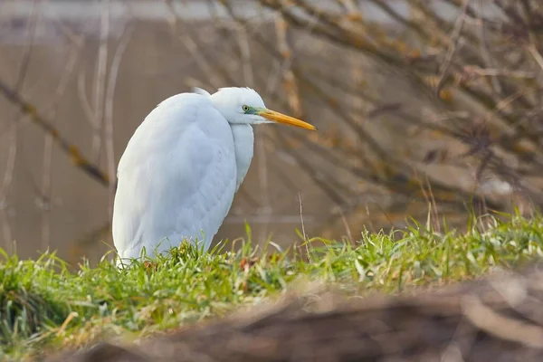 Vogel aan een meer — Stockfoto