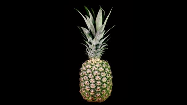 Ananas spinning svart bakgrund — Stockvideo