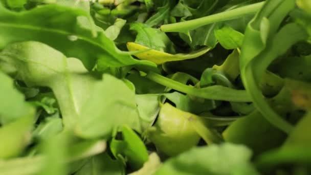 Frisse groene salade macro met sonde lens — Stockvideo