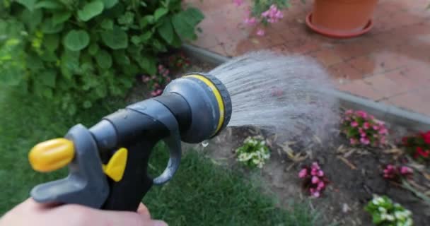 庭の開花植物に水をやる — ストック動画
