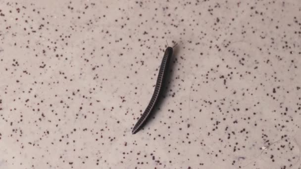 Pequena milípede rastejando no chão — Vídeo de Stock