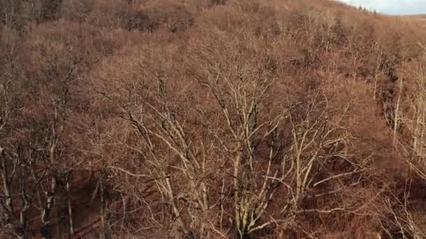 Forêt sauvage, arbre nu vue aérienne — Video