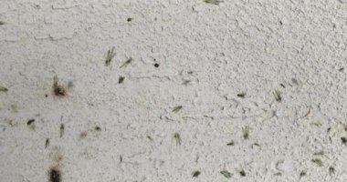 Lambanın ışığında sivrisinekler