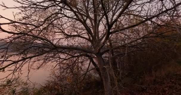平静的湖边秋天的自然裸树 — 图库视频影像