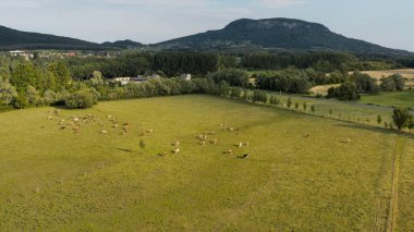 Rural landscape aerial view, cows grazing on green fields clipart