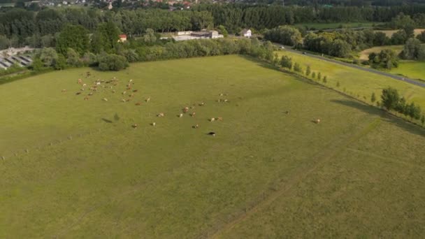 Krajobraz wiejski widok z lotu ptaka, wypas krów na zielonych polach — Wideo stockowe