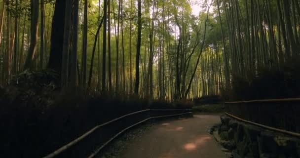 Kyoto Bambuskogen — Stockvideo