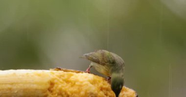 Yağmur ormanındaki küçük tropikal kuşlar, kırmızı bacaklı bal sürüngeni.