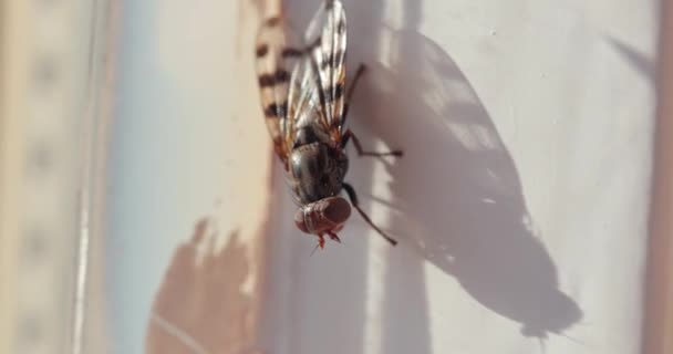 Fly in a house, sunny window light — Stock video