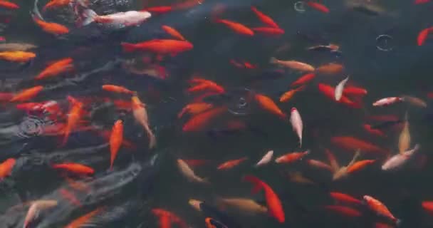 Japanese Koi fish imn a pond — Stock Video