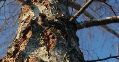 Ormanda bir ağaç gövdesi