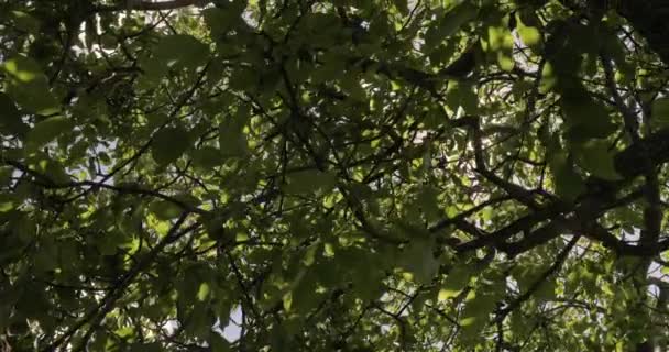 Весенние зеленые листья — стоковое видео