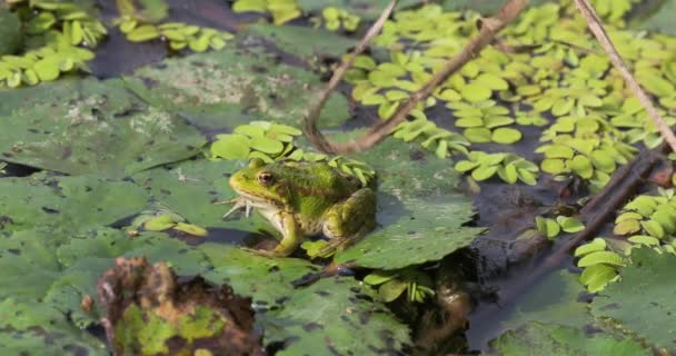 Marsh Frog Breathing — Stock Video