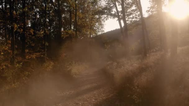 Лесной осенний беспилотник между деревьями — стоковое видео