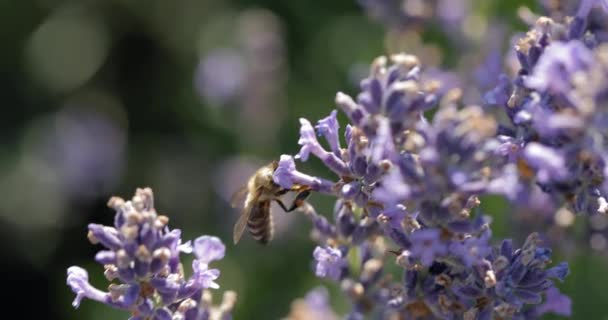 Visitante de flores de lavanda por abejas — Vídeos de Stock