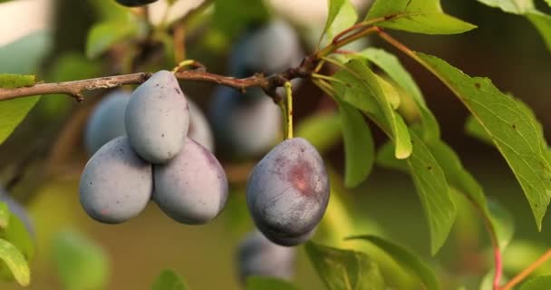 Primer plano del ciruelo — Vídeos de Stock