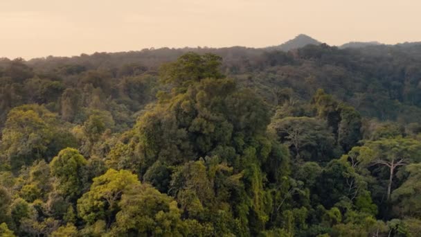 Regenwald, üppige feuchte Wälder — Stockvideo