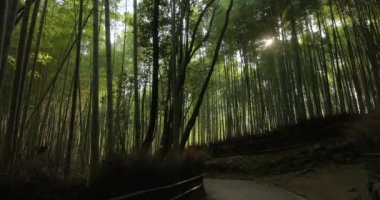 Kyoto Bambu Ormanı