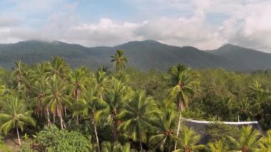 Yağmur ormanları, bereketli nemli ormanlar.