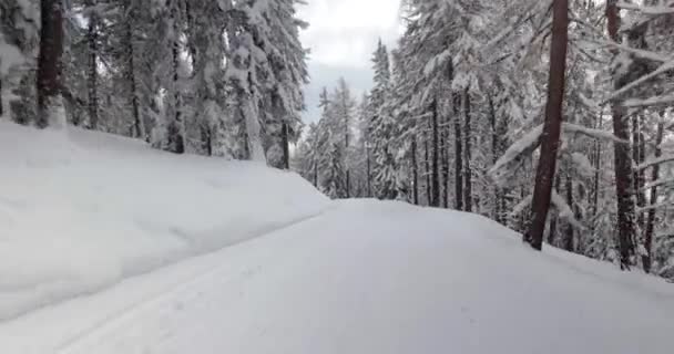 Esqui em uma encosta em bosques nevados — Vídeo de Stock